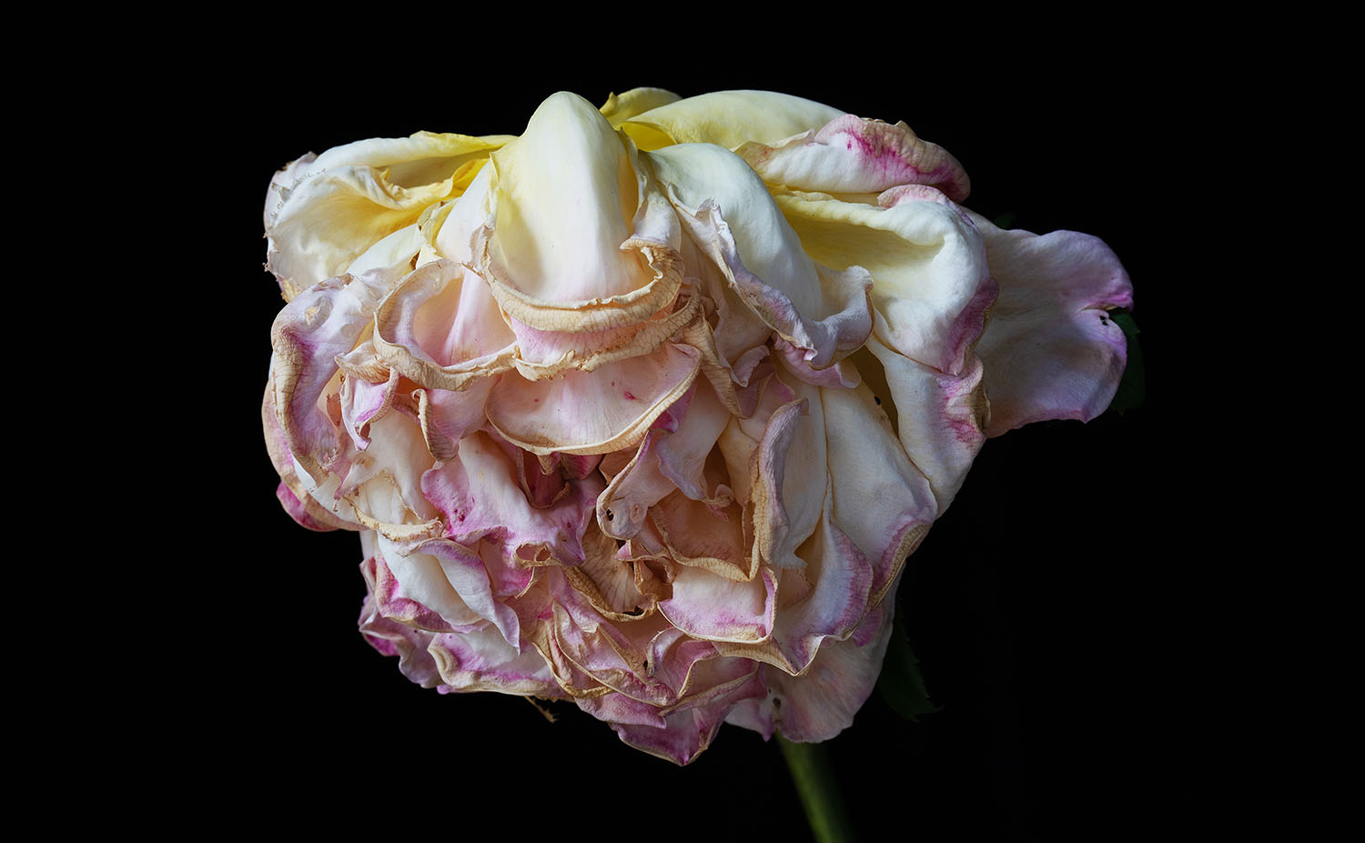 Rob Love Photography, Melbourne. Photo of Flower, Ageless Beauty